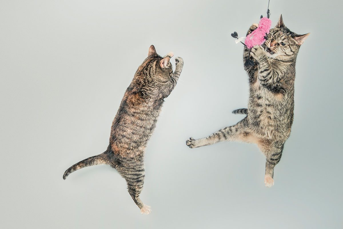Cats jumping with toy